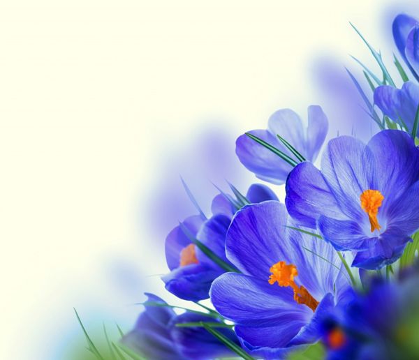 Crocus
