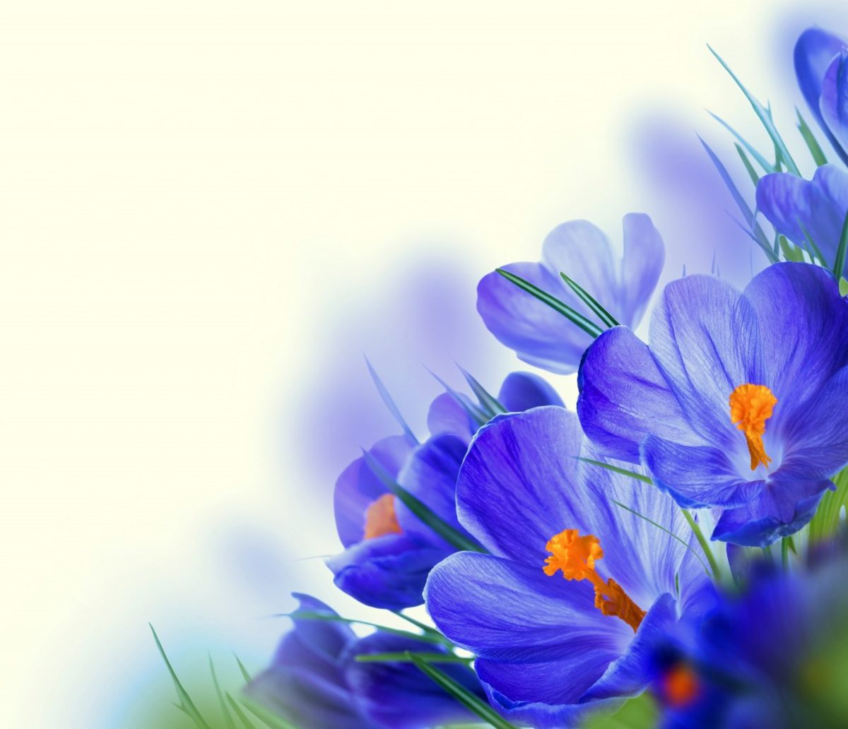 Crocus in a room