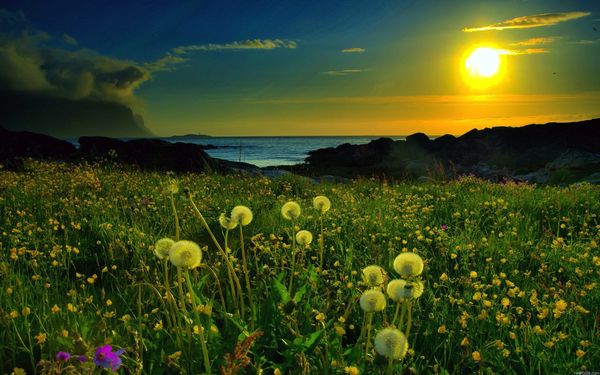 Meadow Sunrise