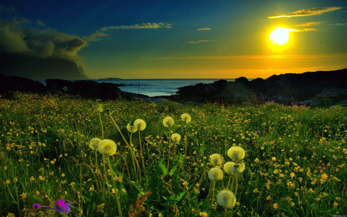 Meadow Sunrise in a room