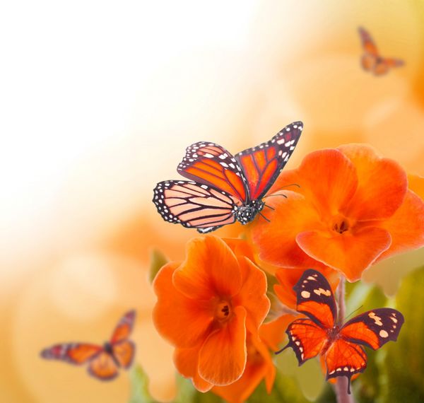 Monarchs