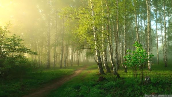 Birch Morning