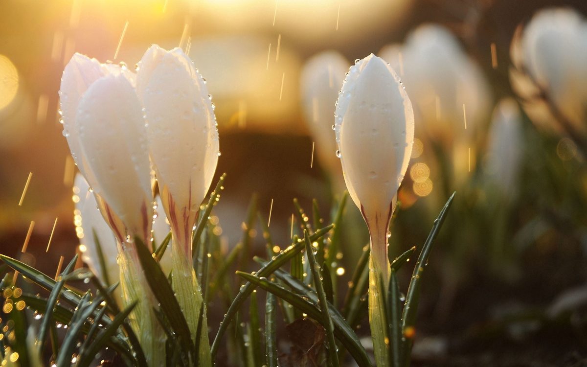 First Snowdrops in a room
