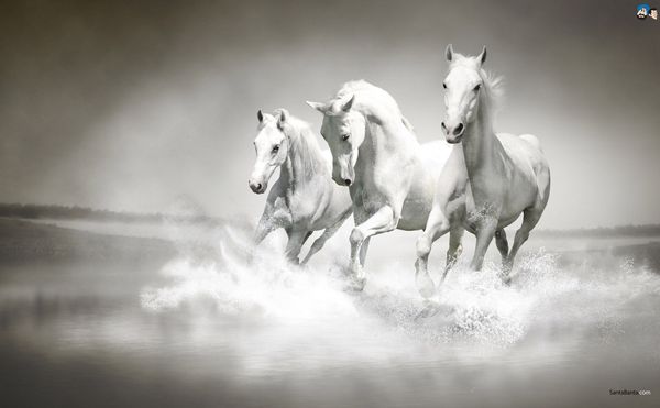 Three Horses