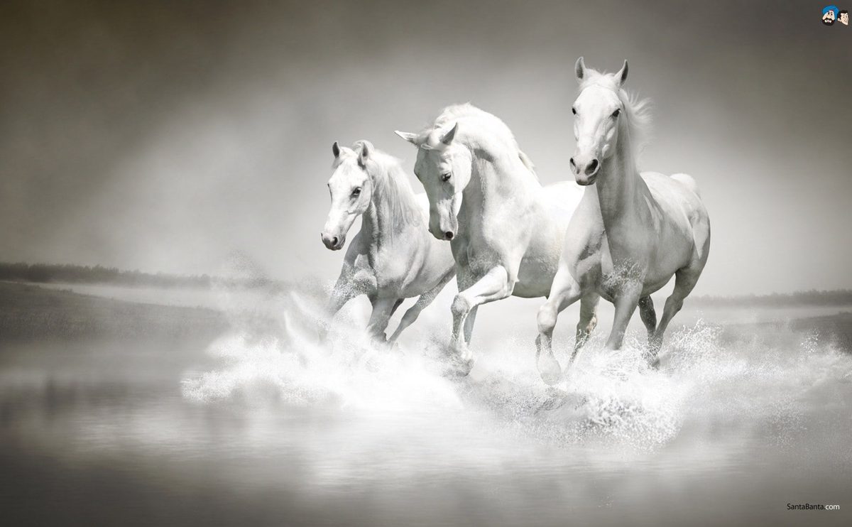 Three Horses in a room